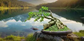 Bonsai panorama seribu bintang