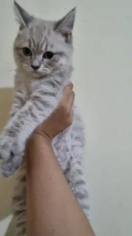 Jual kucing ras BSH mix Siam
