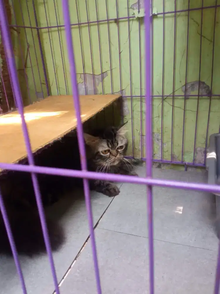 Kucing flatnose jantan
