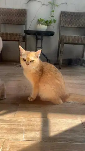kucing BSH (British Short Hair)