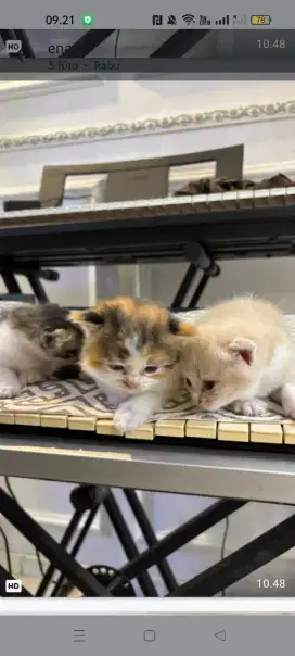 Di open adopsi anak kucing flek noos campur Persia ibu nya