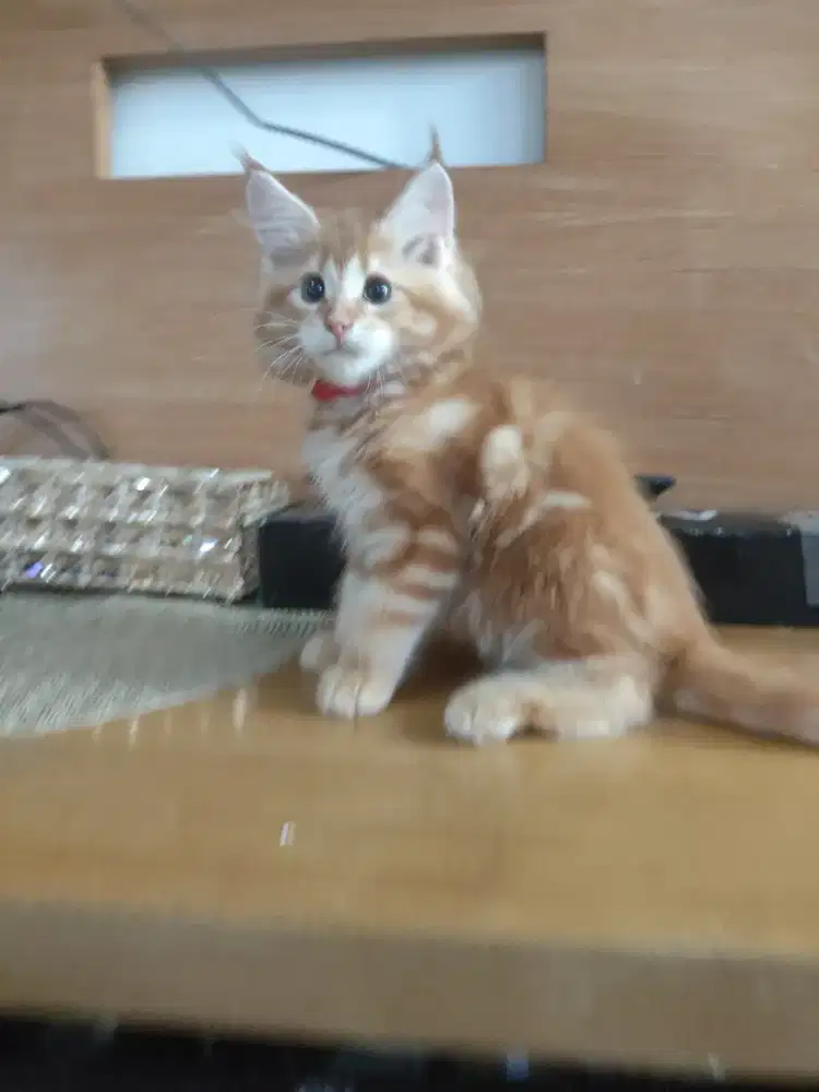 Anak kan maincoon