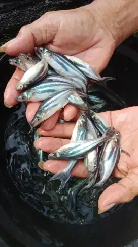 Jual bibit ukuran 9-10 cm minatvWA gan