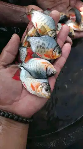 Jual bibit ikan bawal ukuran korek kayu minat WA