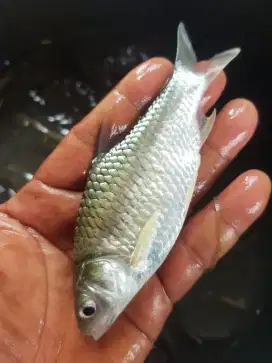 Jual bibit ikan tawes ukuran 2 jari minat WA