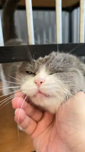 Dijual Kucing Scottish Fold non Ped