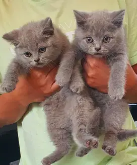Kucing Ras British Shorthair BSH