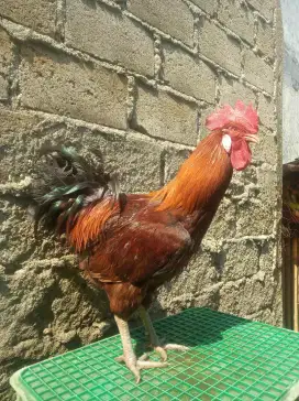Ayam Pelung Jago