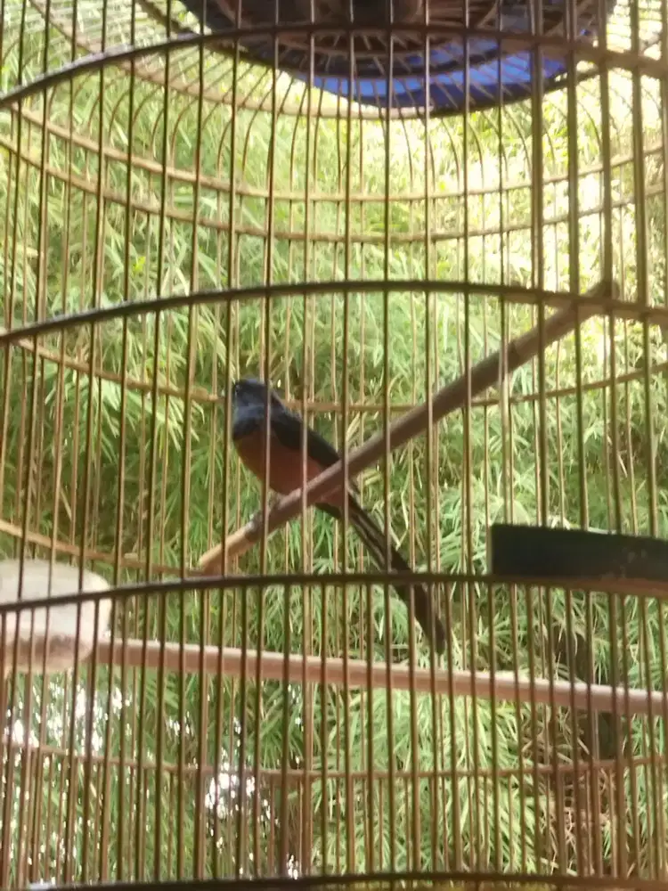 Murai batu balak