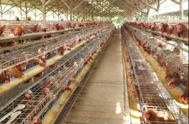 LOKER ANAK KANDANG AYAM DOC PETELUR