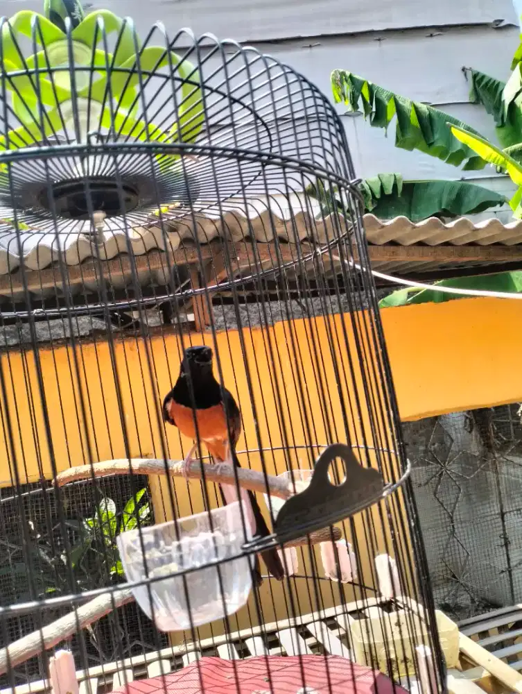 Murai Hutan Juara 3