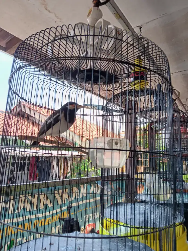 Jalak Suren Rawatan Gacor