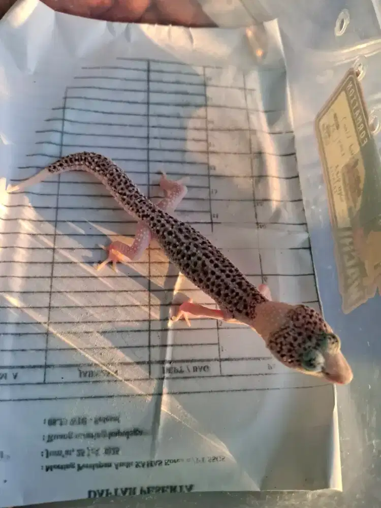 Gecko borongan ada 7 ekor