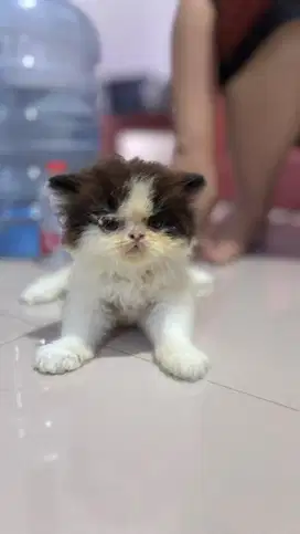 Kucing Kitten peaknose umur 2 bulan sepasang