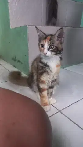 Kucing Mainecoon Betina 3 bulan bapak PED ibu NON PED