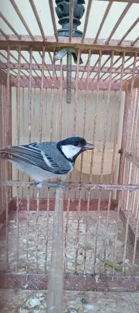 Burung glatik lokal