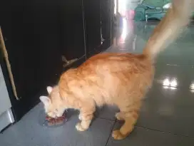 Oper adopsi kucing