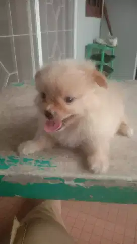 Minipom nob stb