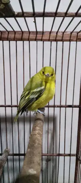 Burung cipoh muda