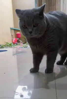 BSH Blue Pedigree