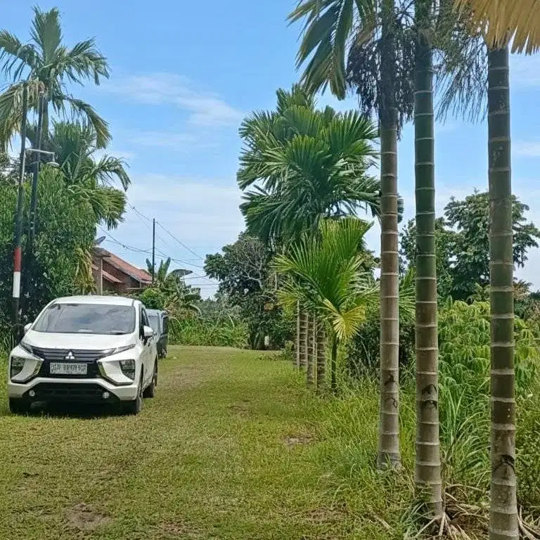 Tanah Murah 47 Jt an Bagan Pete Jambi