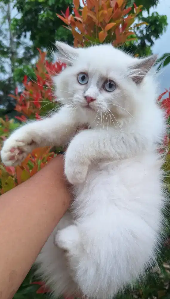 KUCING PERSIA NEDIUM BETINA 3 BULAN GEMOY