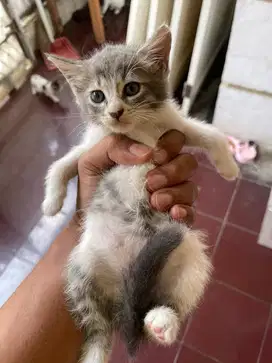 Kucing yg mo adopsi lucu imut