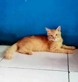 Lepas Adopsi Kitten