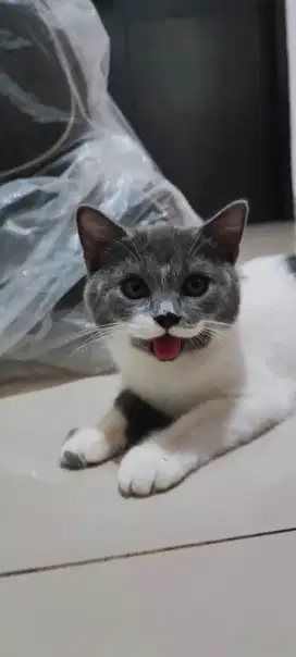 Open adopt Kucing BSH
