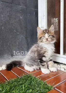 Kitten Mainecoon Kucing Maine Coon
