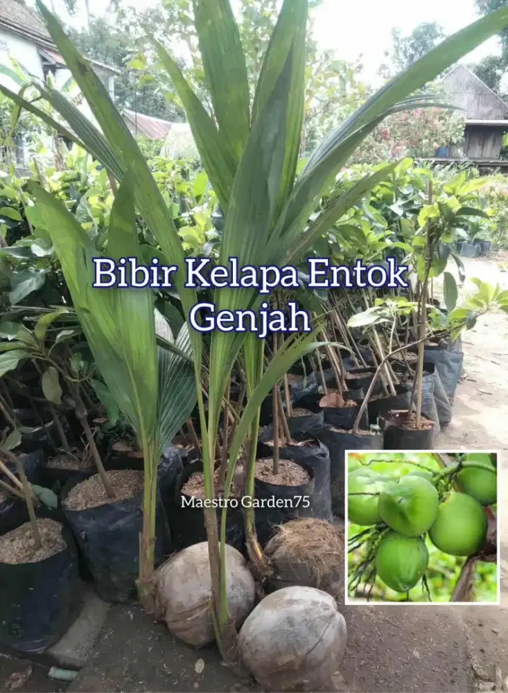 Bibit Kelapa Entok Genjah asli