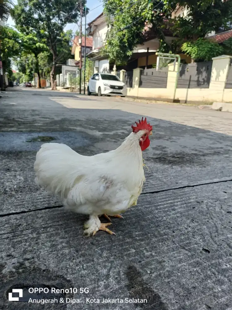Ayam Kate cochin