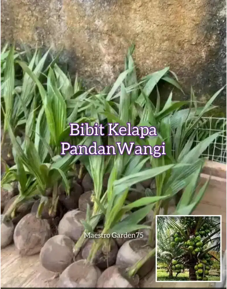 Bibit Kelapa Pandan Wangi F1