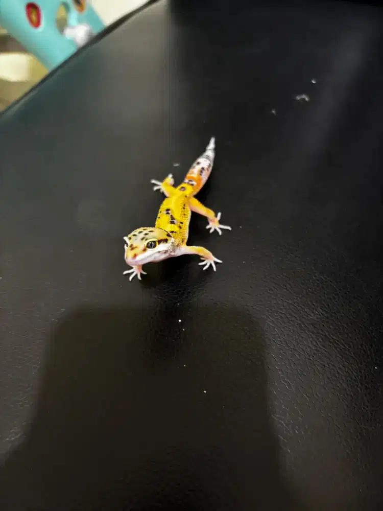 Baby Gecko Juve MSE & Jungle Tangerine
