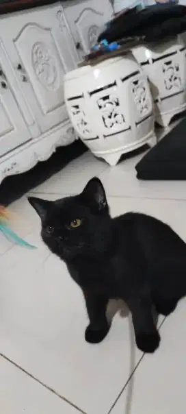 Open adopt Kucing BSH