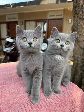BSH BRITISH SHORT HAIR KITTEN
