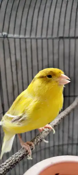Kenari F1 Rajin