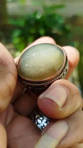 Pandan lumut sisik betok