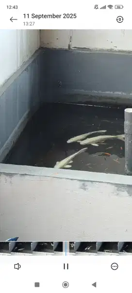 Koi putih polos