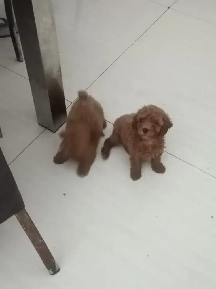 POODLE lincah & sehat