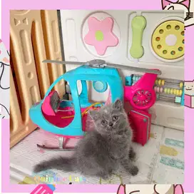 Kucing BSH x Scottish betina blue tortie / Abu