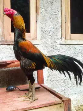 Pedagang ayam aduan