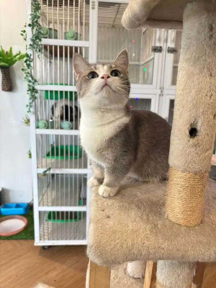 Kucing BSH Munchkin Betina