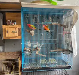 Burung sunconure sepasang
