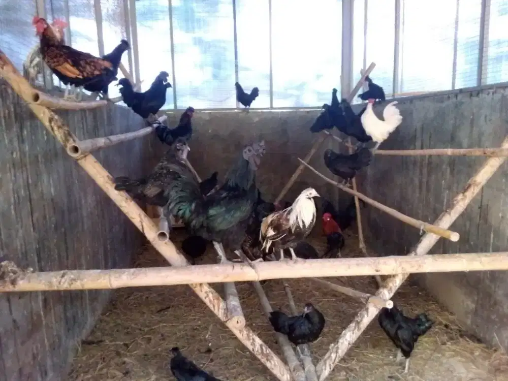 Loker ternak ayam