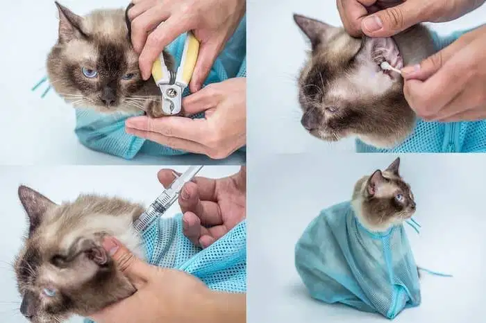 Jasa Grooming Kucing / Doggy Home Service / Panggilan Jabodetabek