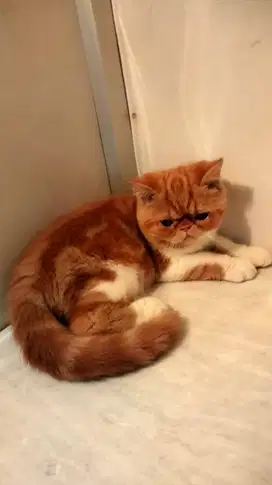 Kucing Persia Exotic Shorthair Peaknose Jantan Kitten Usia 5 Bulan