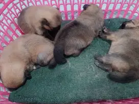 Mini pomeranian lucu, sehat dan aktif