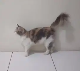 Anak kucing bulu kapas