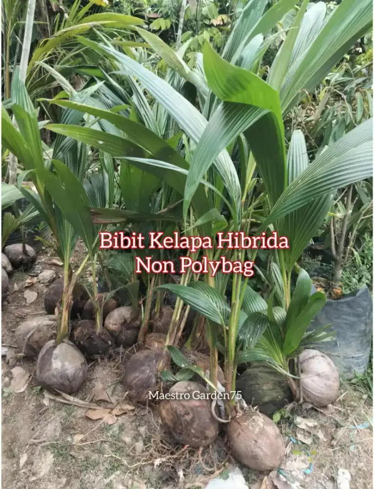 Bibit Kelapa Hibryda Genjah Non Polybag